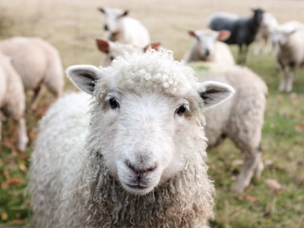 Wool as a sustainable fiber